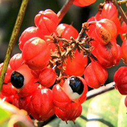 Guarana - used optional if required
